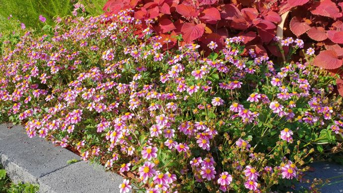 Bidens ferulifolia ‘?Pretty in Pink’ et, en fond de photo, Coleus x hybrida ‘?Sunfighter Campfire’ - Aux jardins du Pflixbourg, à Wintzenheim (68).